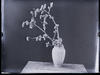 Botanical : Aspen Catkins and vase