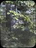 Maple-Leaved Viburnum ; Viburnum Acerifolium