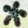 Asclepias : Common Milkweed