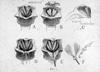 [Flower dissection] / photographed by E.E. Parratt ; colored by Charlotte Pinkerton