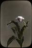 Cypripedium reginae : Showy Lady Slipper Orchid