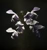 Platanthera psycodes : Fringed Bog Orchid