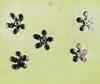 Asclepias syriaca : Common Milkweed