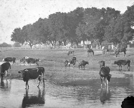 Cattle and farmland