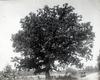 White oak summer form Quercus Alba/ Made by L. W. Brownell (Paterson, N.J.)
