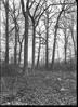 Stipes Woods : In the Woods ; The Society of Trees