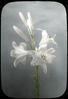 Botanical : Easter Lily