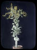 Botanical : Brassica Oleracea ("Vegetable")