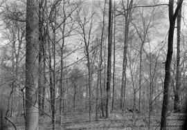 Dogwood tree in woods adjoining Behren's Farm