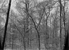 Paw Paw trees  in woods near Behren's Farm