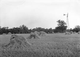 In the grain field near the site of the Lincoln home in Macon Co. (on Pegram's Farm); 1914/07/20