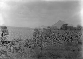 Negro cabin and tobacco field on road to Lincoln Farm, 11:30 AM