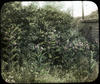 Botanical : Milkweed, Asclepias Cornuti/ photographed by E E  Paratt (Highland Park, Ill.); color...