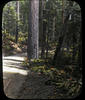 Botanical : Oregon Fir Spruce