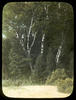 Botanical : White Birch, Betula Papyripera photographed by E E  Paratt (Highland Park, Ill.); col...
