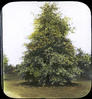 Botanical : Pin Oak