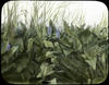 Botanical : Pickerel Weed, Pontedoria Cordata/ photographed by E.E. Parratt ; colored by Charlott...