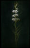 Botanical : Whorled Milkweed