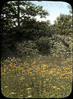 Botanical : Blackeyed Susans or Yellow Daisy ; Rudbeckia Hirta/photographed by E.E. Parratt ; col...