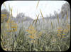 Botanical : Zizania Aquatica ; Indian Rice/ photographed by E.E. Parratt ; colored by Charlotte P...