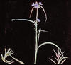 Botanical : Spiderwort Tradescantia