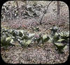 Botanical : Skunk Cabbage habitat