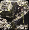 Botanical : Jack in the Pulpit ; Skunk Cabbage
