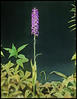 Botanical : Fringed Orchid