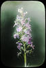 Botanical : Enlarged Fringed Orchid