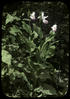 Botanical : Showy Lady's Slipper