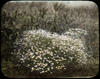 Botanical : Mayweed Camomile ; Anthemis Cotula /photographed by E.E. Parratt ; colored by Charlot...
